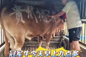 😍听说NBA球星杜兰特也是她的仰慕者~