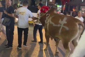 村BA冠军牛：此牛固有一死，或死于贵州，或死于福建...