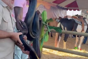 霍华德夫妻和蟒蛇玩耍，火花把蛇缠身上，嫂子吓得撒腿跑